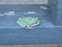 too cold for frogs 008.jpg