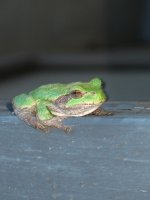 too cold for frogs 011.jpg