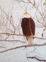 Eagle Perched At Wallowa Lake 002.JPG
