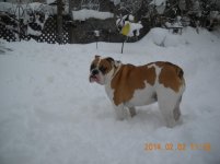 ellie in the snow.jpg