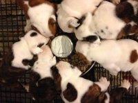 Dozer and his litter mates Forty Days old .jpg