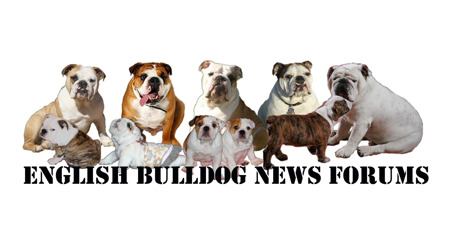 Visit English Bulldog News Forums for Information, Friendship & Fun!