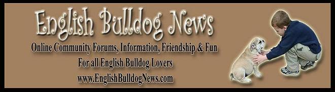 Visit English Bulldog News Forums for Information, Friendship & Fun!