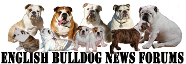 English Bulldog News ~Forums~ - Powered by vBulletin