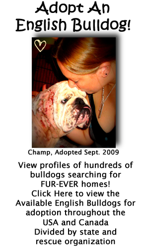 Click Here to view English Bulldogs searching for forever homes!
