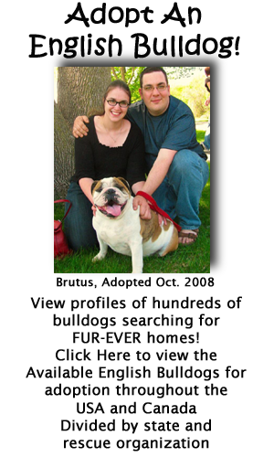 Click Here to view English Bulldogs searching for forever homes!