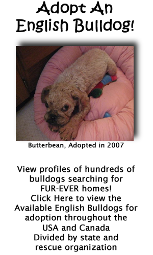 Click Here to view English Bulldogs searching for forever homes!