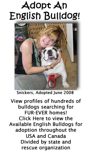 Click Here to view English Bulldogs searching for forever homes!