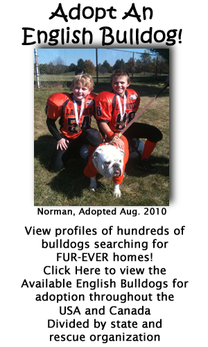 Click Here to view English Bulldogs searching for forever homes!