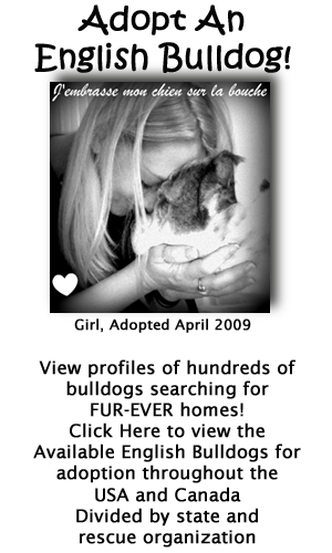 Click Here to view English Bulldogs searching for forever homes!