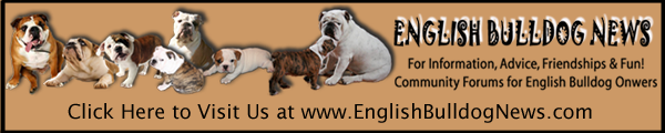 Visit English Bulldog News Forums for Information, Friendship & Fun!
