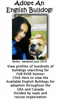 Click Here to view English Bulldogs searching for forever homes!