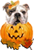 Happy Bully-Ween!!!  2012