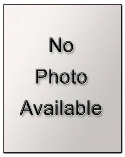 Available English Bulldogs for