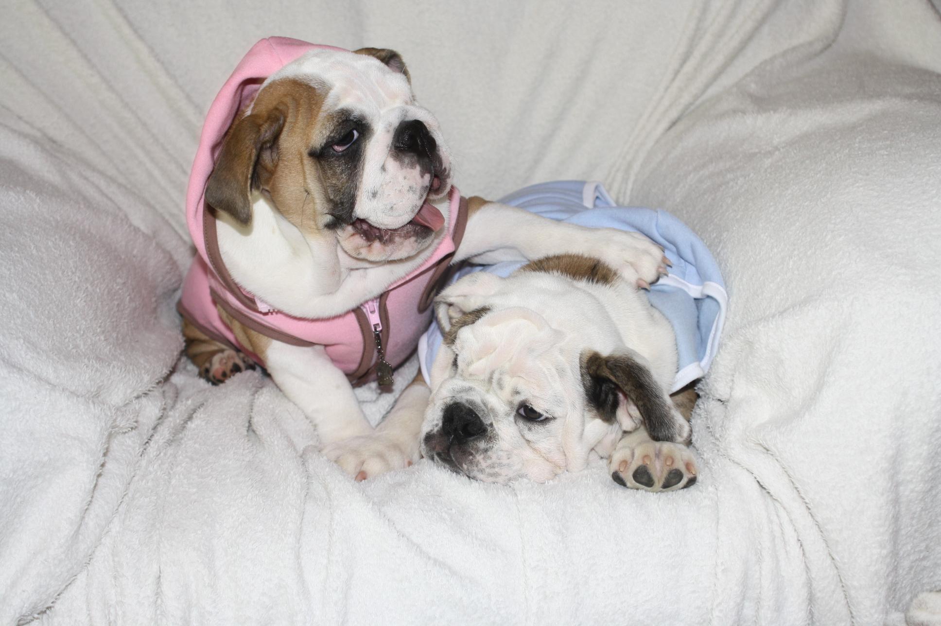 Visit Lou's Doggie Boutique for quality pet apparrel