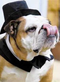 Wedding+dog.jpg