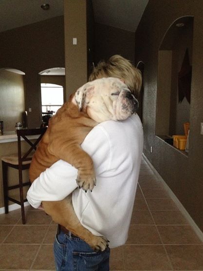 english-bulldog-hugs.jpg