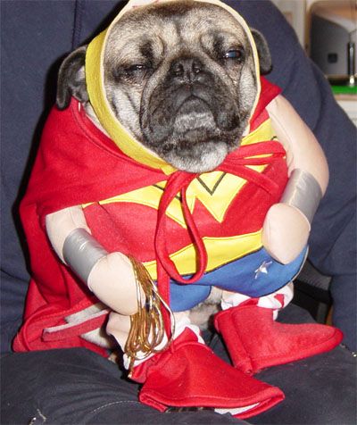 wonderwoman pug costume.jpg