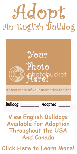 English-Bulldog-Adoption.png