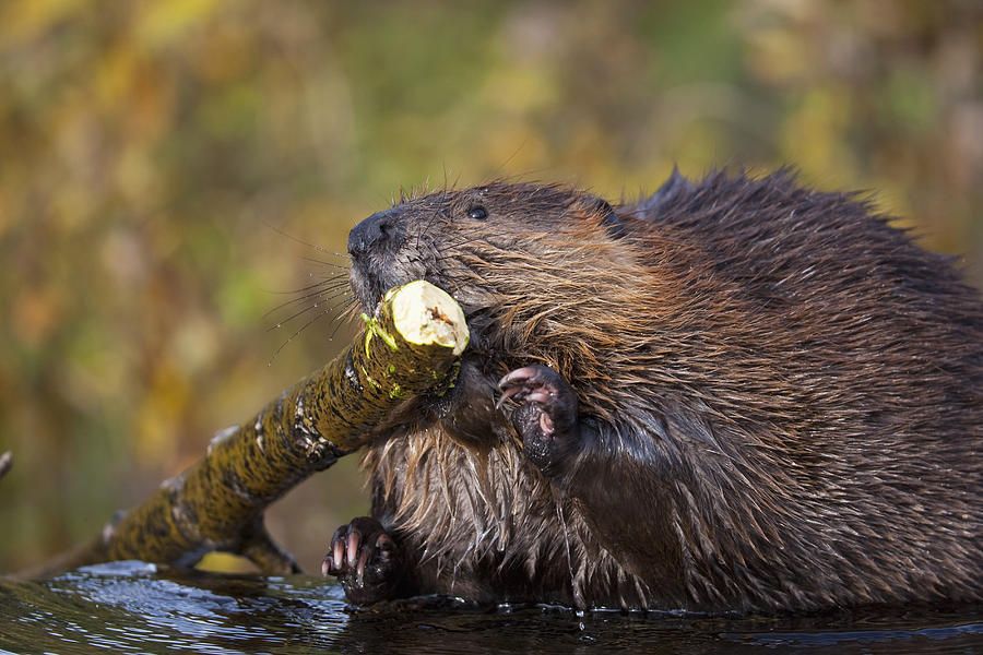 beaver-chewing-on-log-in-a-pond-denali-kent-fredriksson.jpg