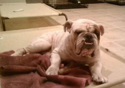Diary Of A Rescued Bully Named Cash