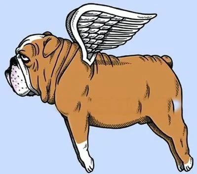 Do Animals Have Souls?