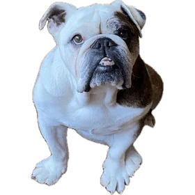 1701355251572.webp