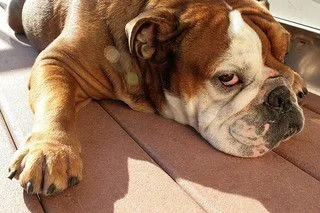 Tyson and his perfected stink eye - Tyson is the king of stink eye haha :D