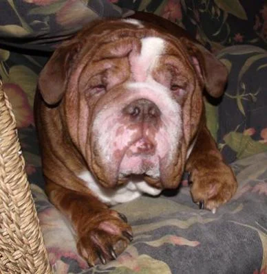English Bulldog Allergies- Information, Treatment and Prevention