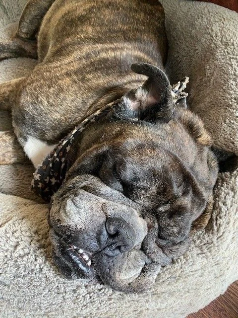 angus 20211208.webp