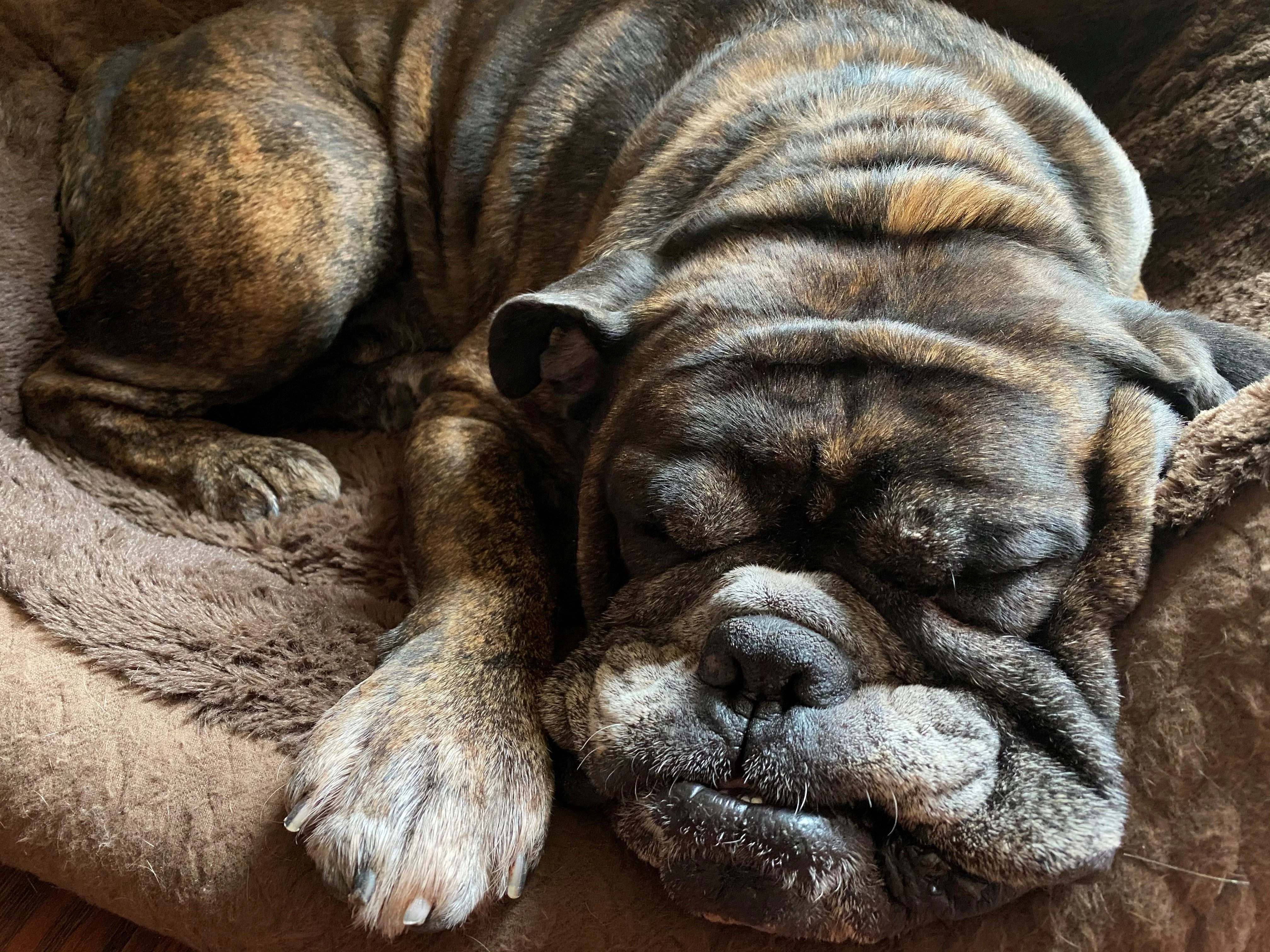angus sleep.webp
