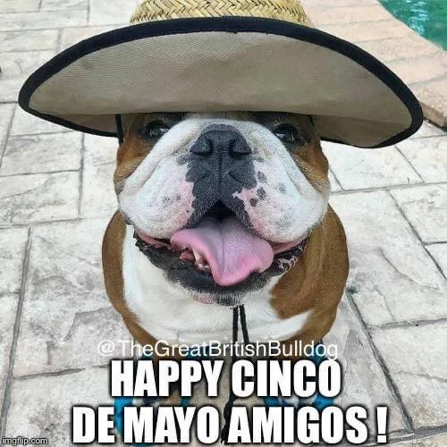 Bulldog Cinco De Mayo.webp
