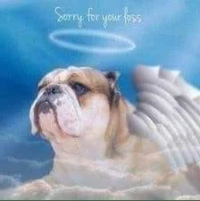 BullyAngel8.webp