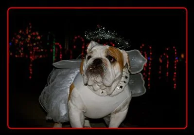 Bulldog 12 Days of Christmas
