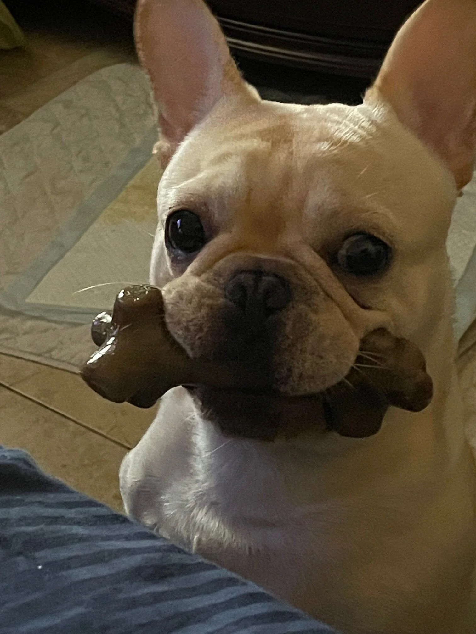 Ian and PB bone.webp