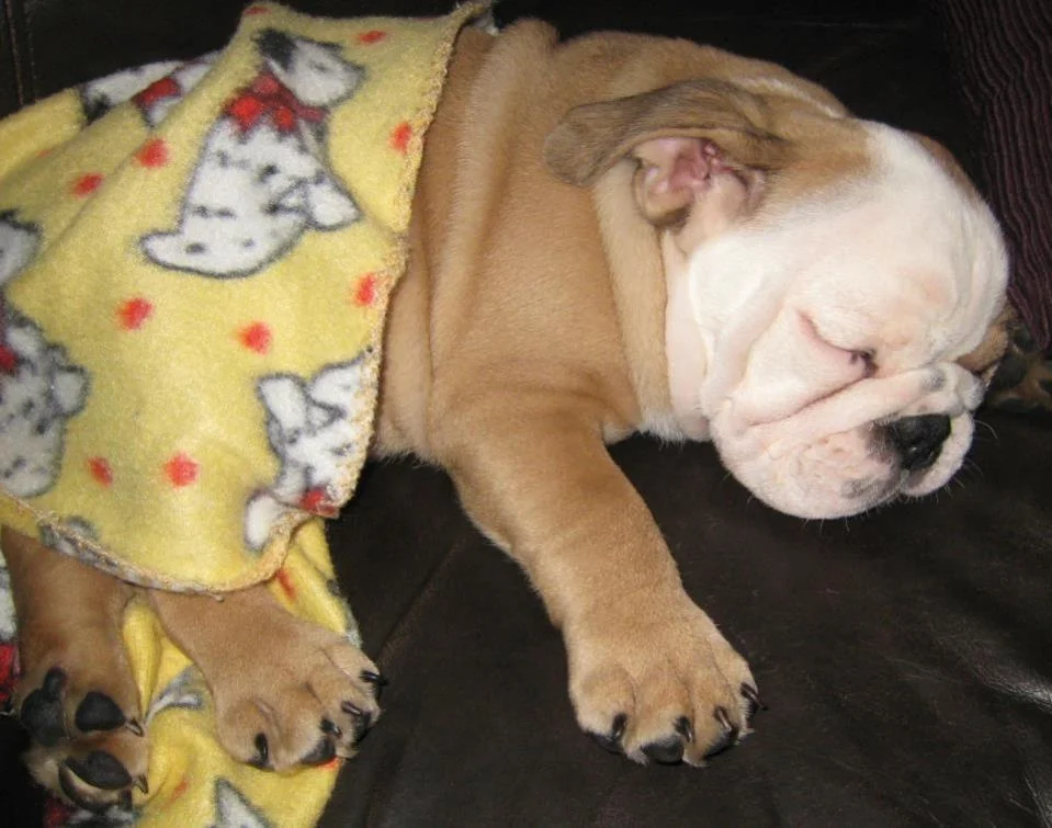 Poem ~~ We Love You Buster