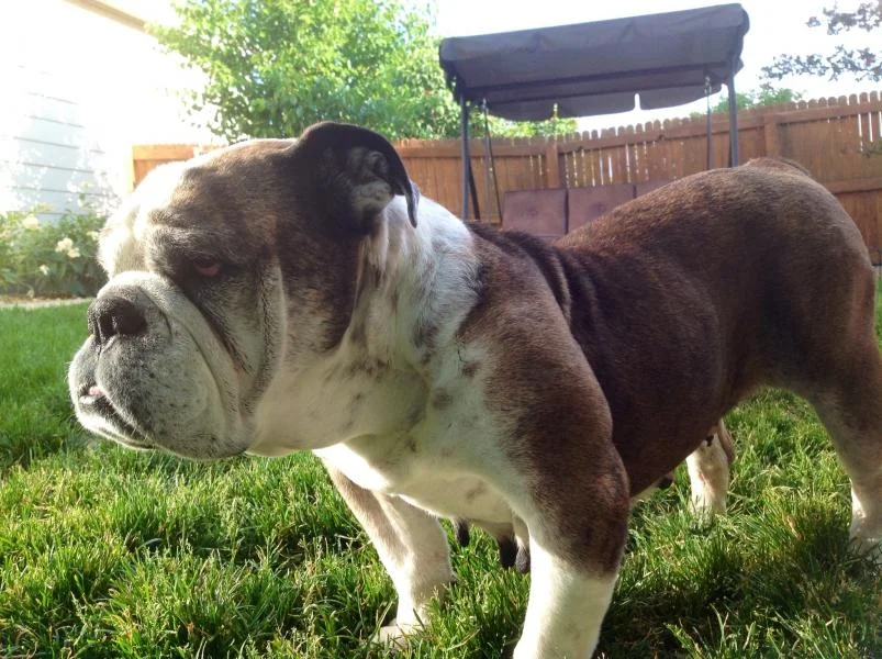 Bulldog Poetry ~~ USED