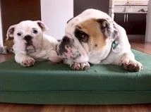 Poem ~~ THE BULLY EFFECT