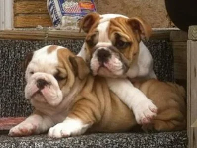 Poetry: Why do we love our bullydogs so?