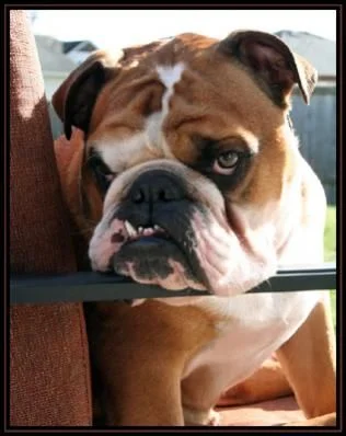 English Bulldog Poetry: Contest Winner!