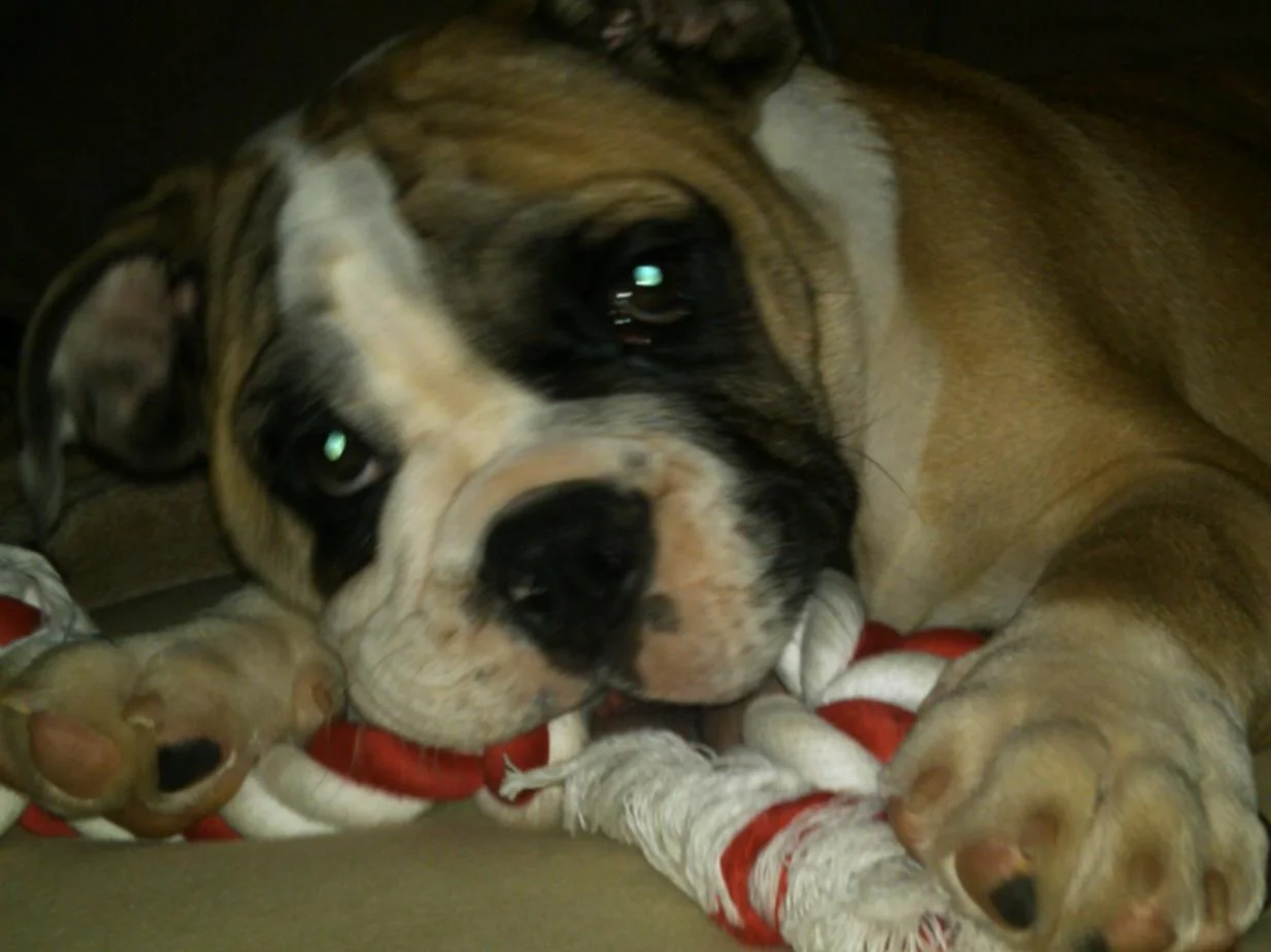 MY BULLY REX