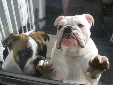 Great Female English Bulldog Names