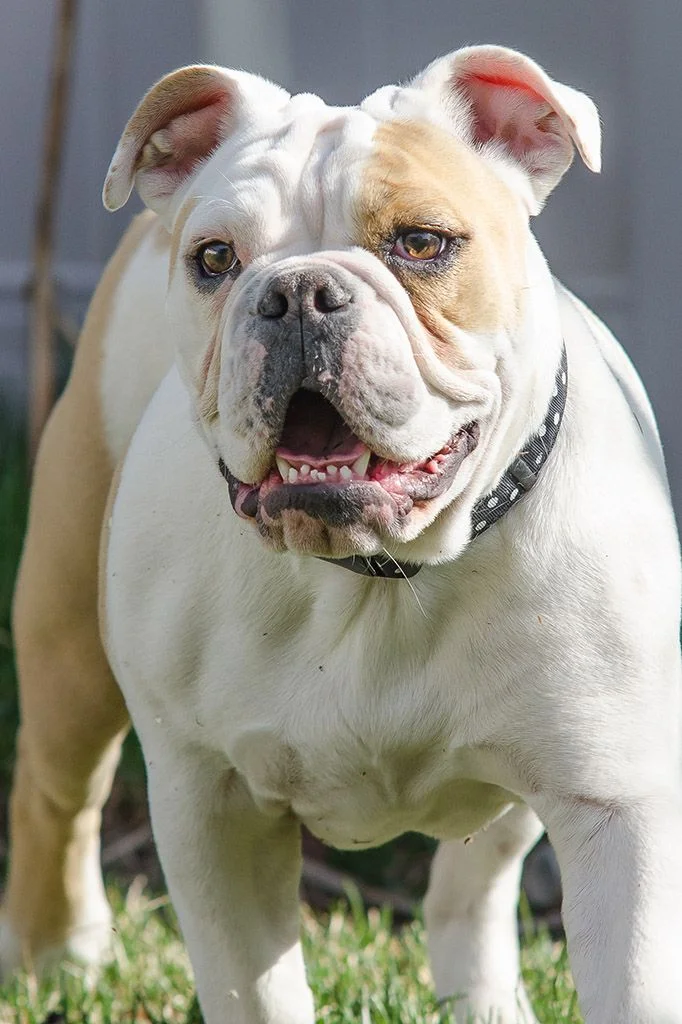 molly-spring.webp