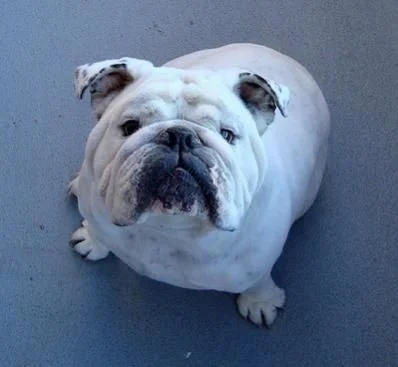 How the Bulldog Got It's Face