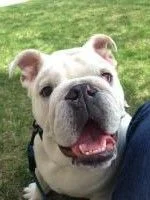 Poem ~~ WILSON THE ADORABULL