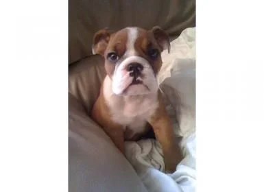 Puppy Einstein 2.webp