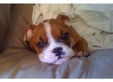 Puppy Einstein.webp