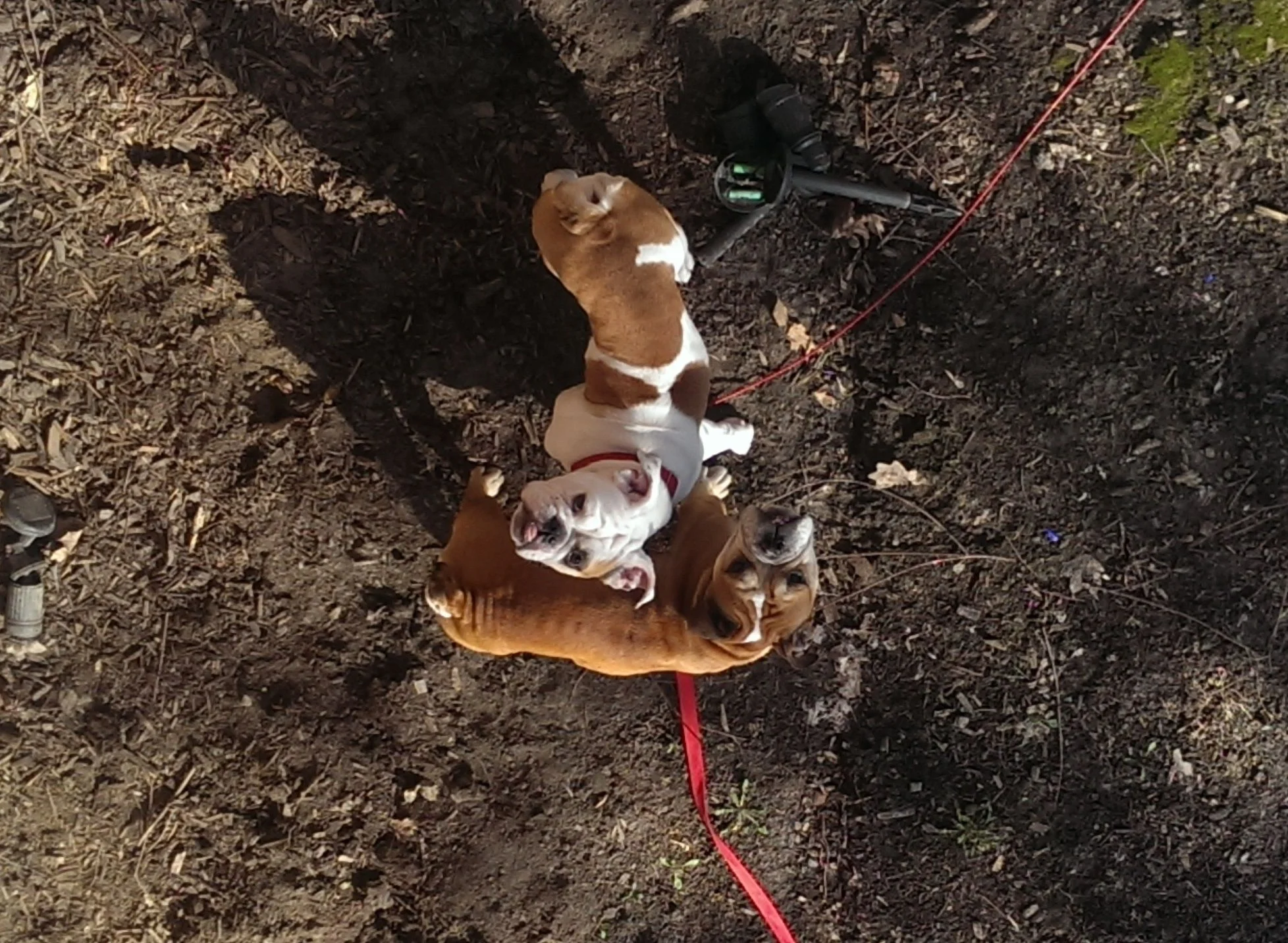 sarge and bacon in garden crop.webp