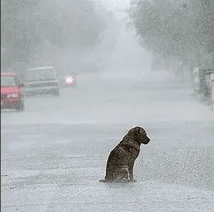 Dog Poetry: Happens All To Often