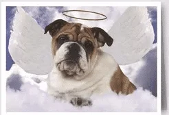 Rescue Poetry: A Letter From Heaven